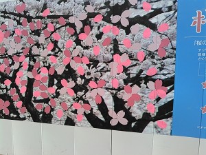 横浜西口桜プロジェクト